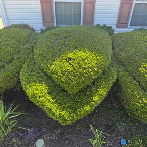 Bush Trimming by Max lawncare reviewed on May 13, 2026