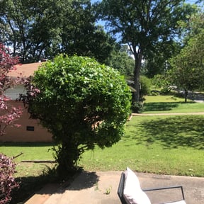 Bush Trimming by Greenscapes Landscaping and Grass Cutting reviewed on August 17, 2025