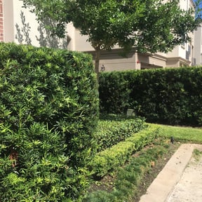 Bush Trimming by Sarmientos Landscaping reviewed on August 17, 2025