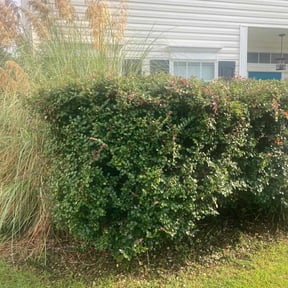 Bush Trimming by John's lawn care reviewed on March 17, 2024