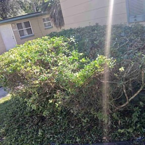 Bush Trimming by Front yard cowboy reviewed on October 20, 2025