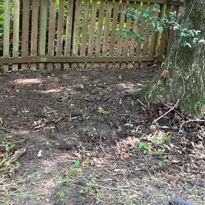 Leaf Removal by Eddie’s lawn maintenance reviewed on September 13, 2025