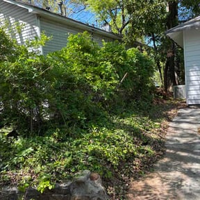 Bush Trimming by Michael Ritchie reviewed on April 4, 2026