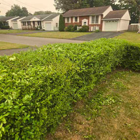Bush Trimming by Sereti in Stone Landscaping reviewed on July 23, 2026