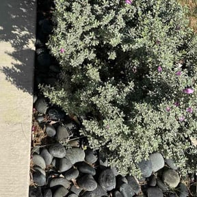 Flower Bed Weeding by Krispy Kutz Landscaping &amp; More reviewed on May 19, 2026