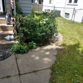 Bush Trimming by ATM reviewed on August 16, 2025