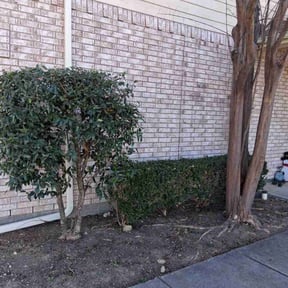 Bush Trimming by Ransome &amp; Son reviewed on July 20, 2025