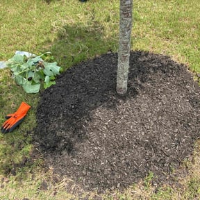 Mulching by TWBS reviewed on August 16, 2025