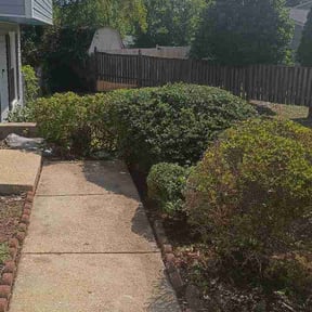 Bush Trimming by NA reviewed on July 1, 2026