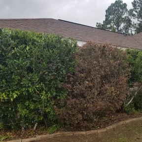 Bush Trimming by RTH Lawn Service & Landscaping LLC reviewed on August 21, 2025