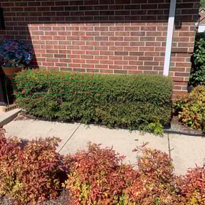 Bush Trimming by B & G Lawn Care reviewed on August 18, 2025