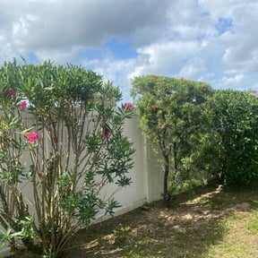 Bush Trimming by Fathers N Sons Lawn Care reviewed on August 20, 2025