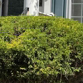 Bush Trimming by M & M lawn care pros reviewed on August 21, 2025