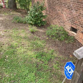 Leaf Removal by Ines lawnscaping reviewed on September 20, 2025