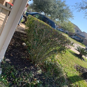 Bush Trimming by Angels Lawncare reviewed on August 15, 2025