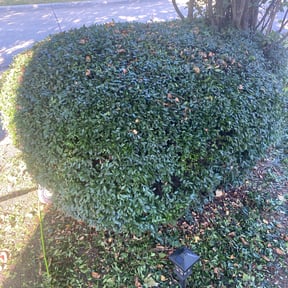 Bush Trimming by POP LAWNS, LLC reviewed on August 16, 2025