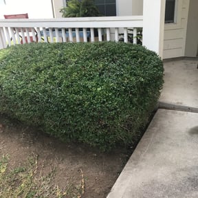 Bush Trimming by MARTÍN CRUZ LANDSCAPING reviewed on August 18, 2025