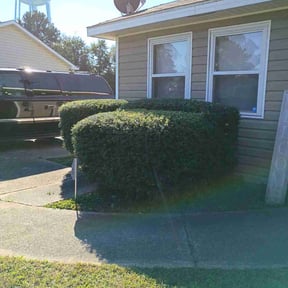 Bush Trimming by KC Roots Lawn Care reviewed on October 21, 2025