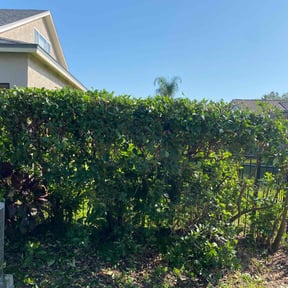 Bush Trimming by La Roca Landscaping reviewed on August 16, 2025