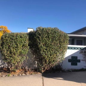 Bush Trimming by Mow-2-Snow Yard Service reviewed on October 21, 2025