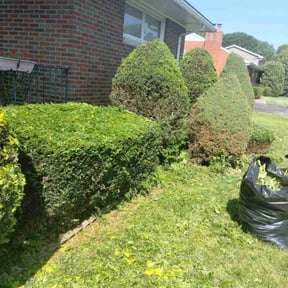 Bush Trimming by Keep it green reviewed on August 20, 2025