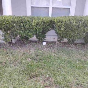 Bush Trimming by LV Landscape reviewed on November 19, 2025