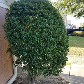 Bush Trimming by Jones and Sons Lawn Services reviewed on August 15, 2025