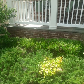 Bush Trimming by J&A Lawn Services LLC reviewed on August 17, 2025