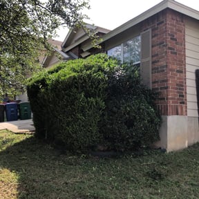 Bush Trimming by Shorty's Lawn Services reviewed on August 17, 2025
