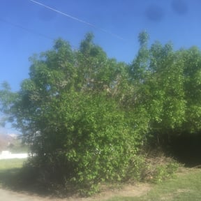 Bush Trimming by The Spruced Goose Helper Services reviewed on August 19, 2025