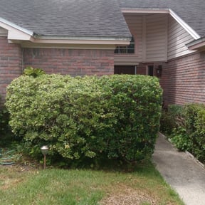 Bush Trimming by Cross County Lawn and Landscape reviewed on August 16, 2025