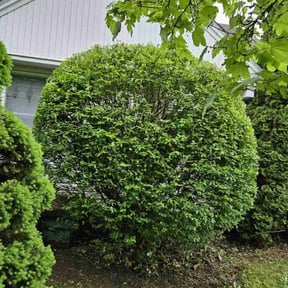 Bush Trimming by Bbth reviewed on August 16, 2025