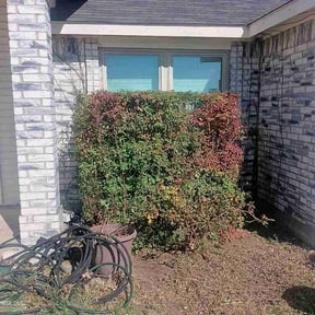 Bush Trimming by American Lawn &amp; Tree Services reviewed on February 7, 2026