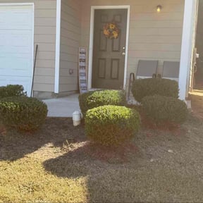 Bush Trimming by CE Yard Pros+ ( Conn Enterprises LLC) reviewed on November 9, 2025