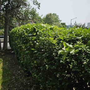 Bush Trimming by Longs Elite Home Services reviewed on August 13, 2025