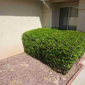 Bush Trimming by Vazquez Lawncare reviewed on April 22, 2026