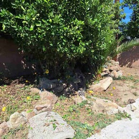 Bush Trimming by Gs lawn care reviewed on March 29, 2026