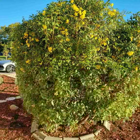 Bush Trimming by Zay&#039;s Lawn Service reviewed on October 18, 2025