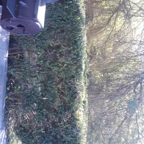 Bush Trimming by Greenscape LLC. reviewed on August 18, 2025