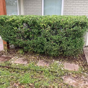 Bush Trimming by Knights Lawn Care reviewed on August 20, 2025