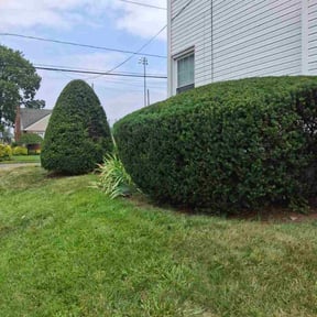 Bush Trimming by Phillip Landscape reviewed on August 16, 2025