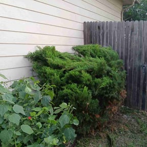 Bush Trimming by H & S Lawn Service. reviewed on August 16, 2025