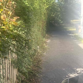 Bush Trimming by Chad Suenram reviewed on October 24, 2025