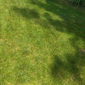 Bush Trimming by Fast lawn service reviewed on August 15, 2026