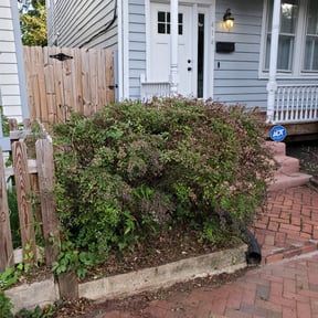 Bush Trimming by Total concepts landscaping&powerwashing reviewed on August 21, 2025