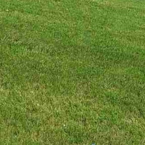 yard service by Alan's Mowing reviewed on August 15, 2025