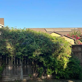 Bush Trimming by Emerald Green Property Management LLC reviewed on August 16, 2025