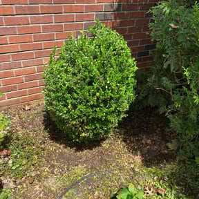 Bush Trimming by StarTek Enterprise LLC reviewed on August 21, 2025