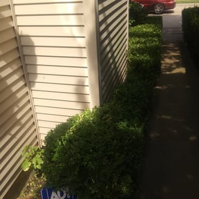 Bush Trimming by Cardona's landscaping reviewed on August 21, 2025
