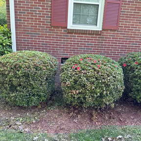 Bush Trimming by Y & M LANDSCAPING reviewed on August 15, 2025